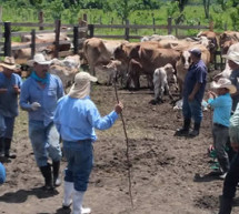 Guatemala exporta nuevo contingente de ganado bovino a México