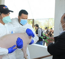Guatemala Inicia la Trazabilidad Porcina