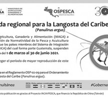 Veda Regional para la Langosta del Caribe (Panulirus argus)