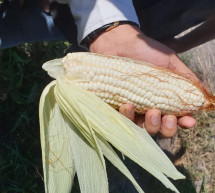 MAGA supervisa semilla certificada de maíz en El Progreso