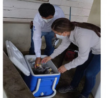 Inspecciones higiénico-sanitarias y toma de muestras en Sipacate, Escuintla