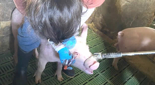 Administración de vacunas y desparasitantes a cerdos en Santa Rosa de Lima, Santa Rosa