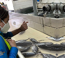 Inspecciones higiénico-sanitarias y toma de muestras para análisis de contaminantes químicos en carne de atún