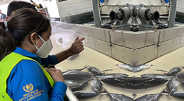 Inspecciones higiénico-sanitarias y toma de muestras para análisis de contaminantes químicos en carne de atún