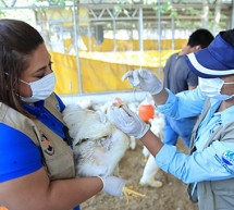 Vigilancia Epidemiológica y Bioseguridad Aviar