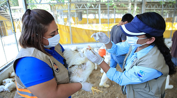 Vigilancia Epidemiológica y Bioseguridad Aviar