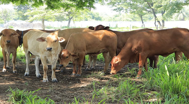 Evalúan bovinos en Petén para mejorar producción ganadera