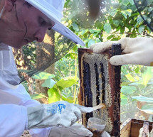 Fortalecen acciones para garantizar la inocuidad de la miel y generar una producción segura